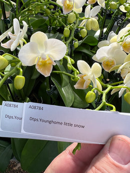 Phalaenopsis Younghome’Little Snow’