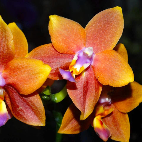 Phalaenopsis Meidarland Chambe  (fragrant) (FLOWER/SPIKE)