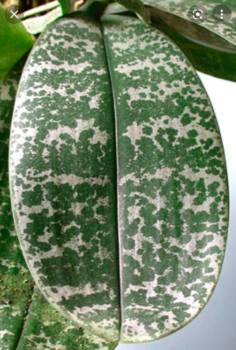 Phalaenopsis stuartiana x sib.