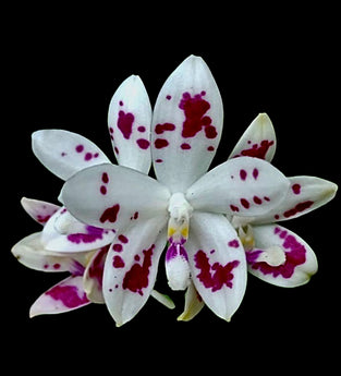 Phalaenopsis speciosa ‘ spot’ x sib.