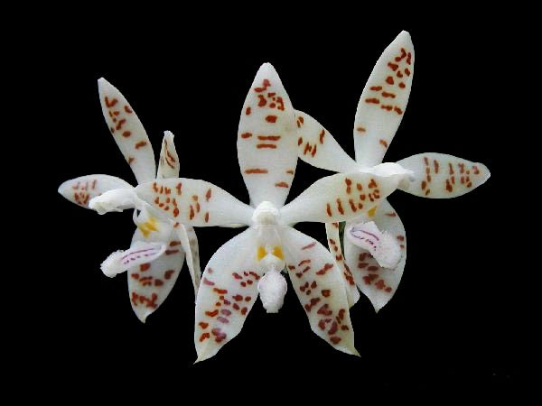 Phalaenopsis zebrina x sib