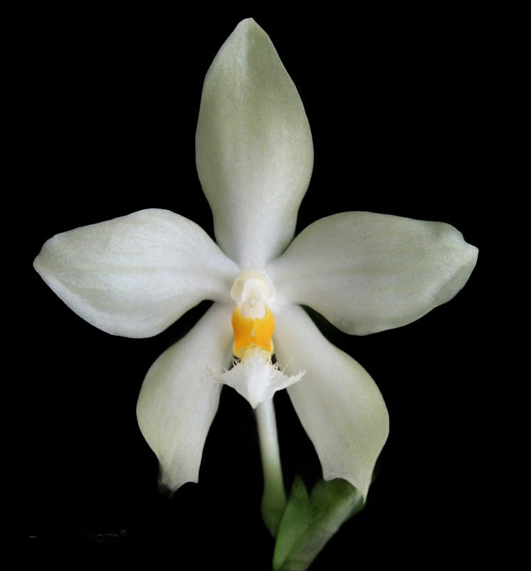 Phalaenopsis micholitzii Fragrant species