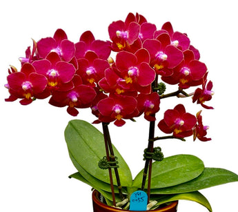 Phalaenopsis Younghome “Little Vermillion”