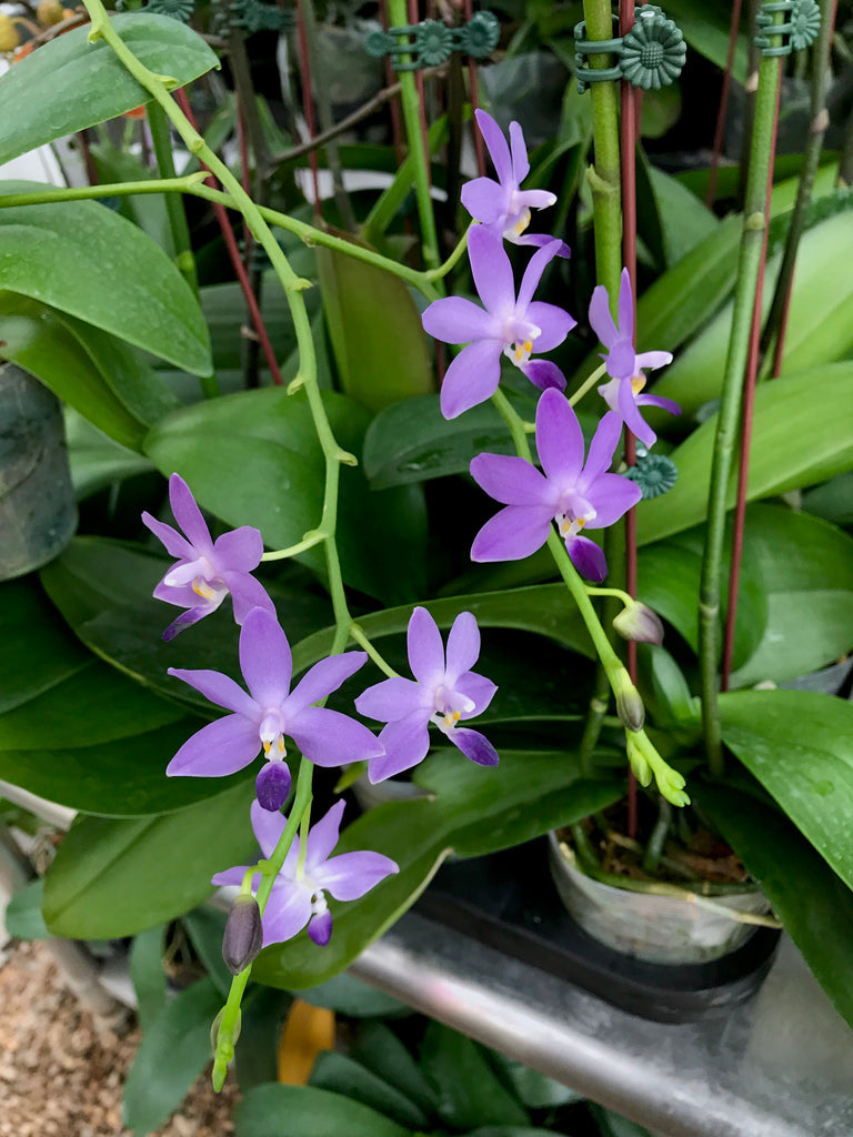 Phalaenopsis Kenneth Schubert ‘Taida Violet’ (FLOWER/SPIKE)