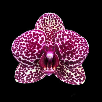 Phalaenopsis Lioulin Wild Cat