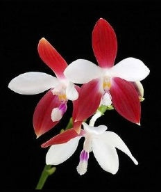 Phalaenopsis tetraspis ‘C1’ x  Phalaenopsis tetraspis ‘Mr Huang’