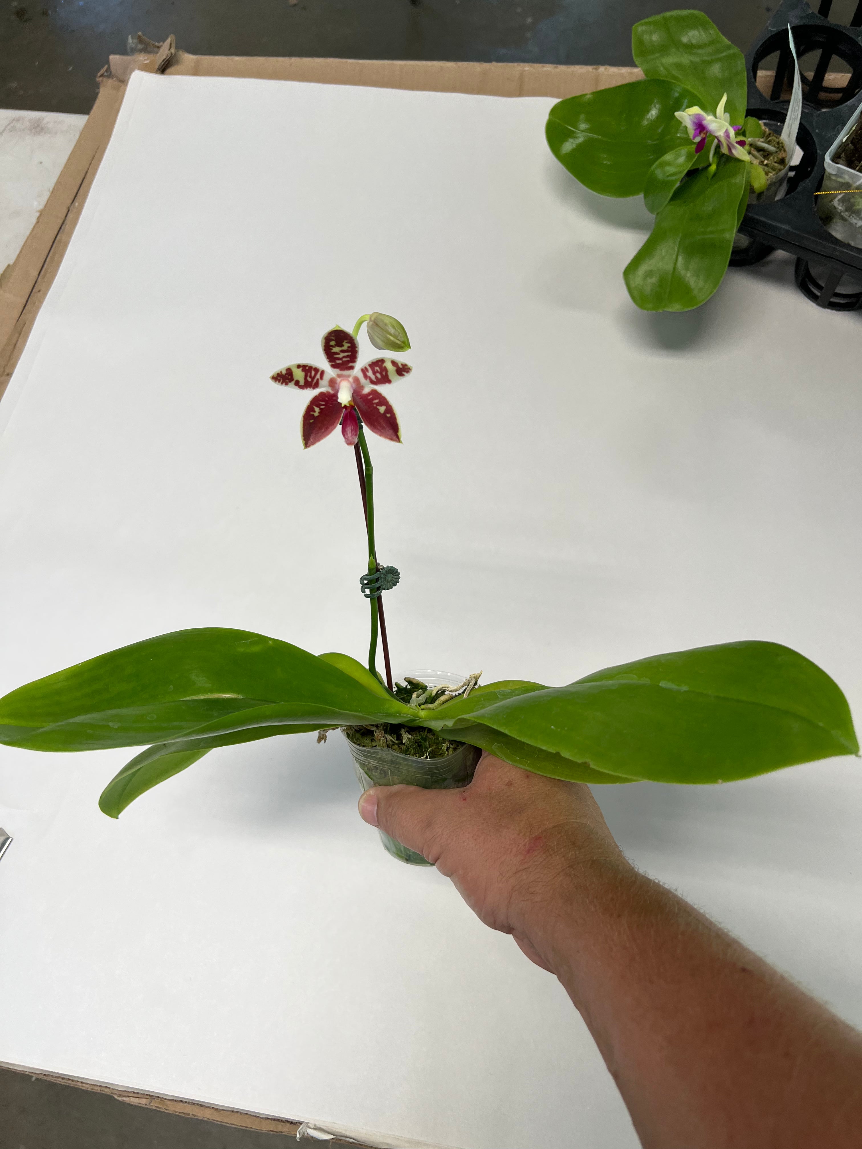 Phalaenopsis Corning-Ambo (Huge Plants in flower/spike!) )