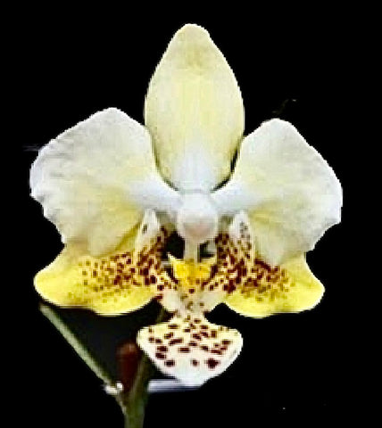 Phalaenopsis stuartiana var. Nobilis ‘915’