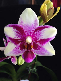 Phalaenopsis Jia Ho Summer Love ‘Little Pixie’ ( in flower/bud)
