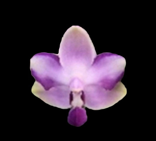 Phalaenopsis Tzu Chiang Sapphire “202” NEW!