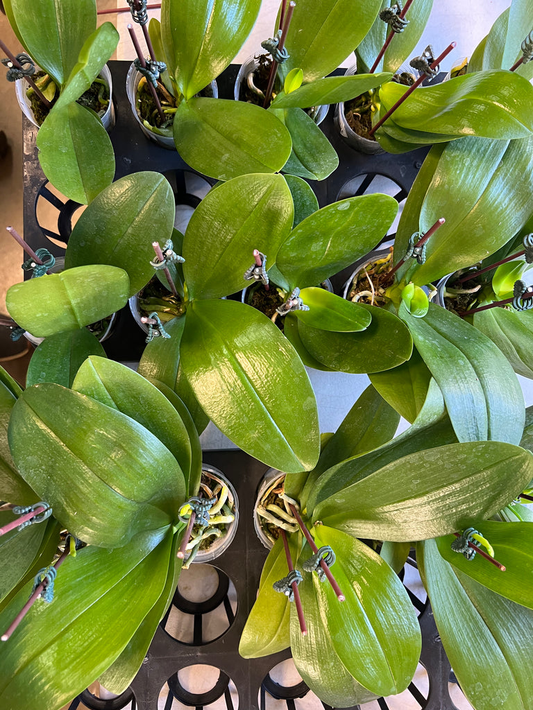 Phalaenopsis Yaphon Perfume ‘Yellow’ – Orchid Classics