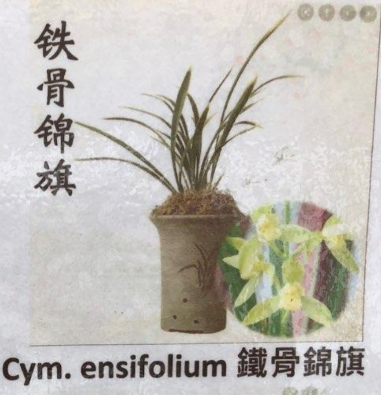 Cymbidium ensifolium variegata ‘green flower’