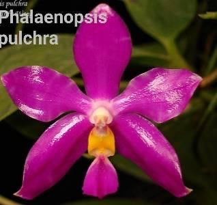 Phalaenopsis pulchra x sib (species)IN SPIKE