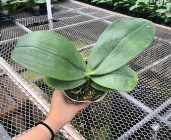 Phalaenopsis gigantea Alba x sib (species ) (RARE!!!!)