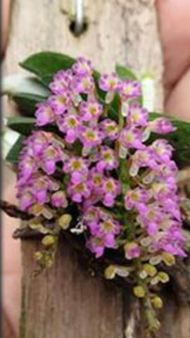 Schoenorchis fragrance