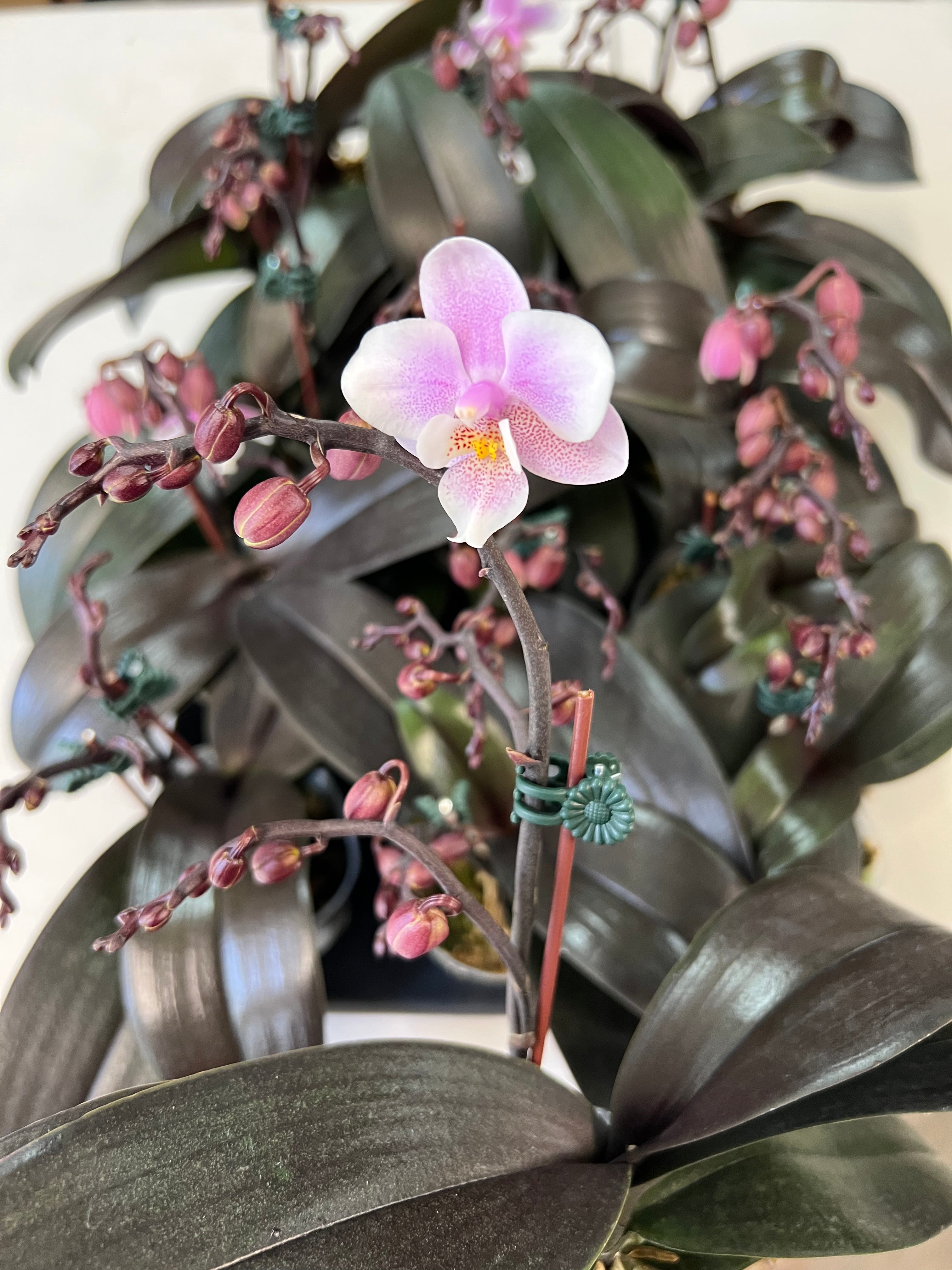 Phalaenopsis Jiaho’s Pink Girl ‘V12’ (FRAGRANT)