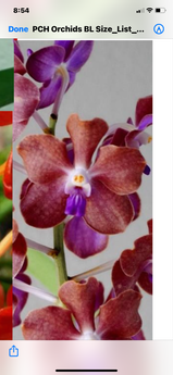 Vanda Mem. Thianchai x Vanda Fuchs Gold x Vanda Mimi Palmer