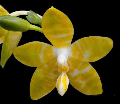 Phalaenopsis mariae ‘ Flava’ x sib.  (Species)