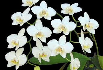 Phalaenopsis aphrodite (in flower)