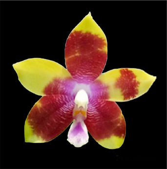 Phalaenopsis Tying Shin Fly Eagle ’Miki’ (SPIKE)