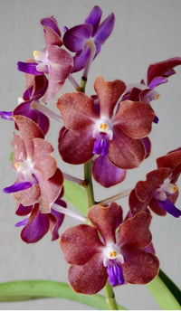 Vanda Mem. Thianchai x Vanda Fuchs Gold x Vanda Mimi Palmer