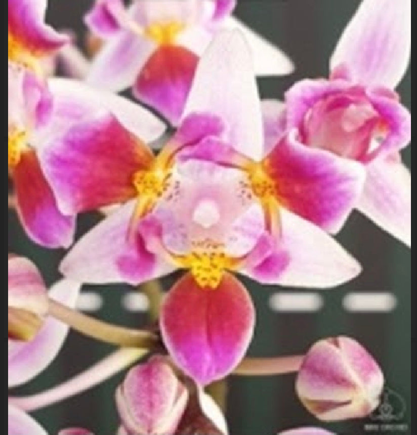 Phalaenopsis equestris  ‘996’ (peloric)