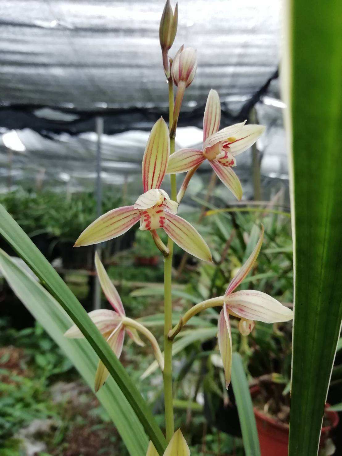 Chinese Cymbidium collection of our 4 listed varieties.