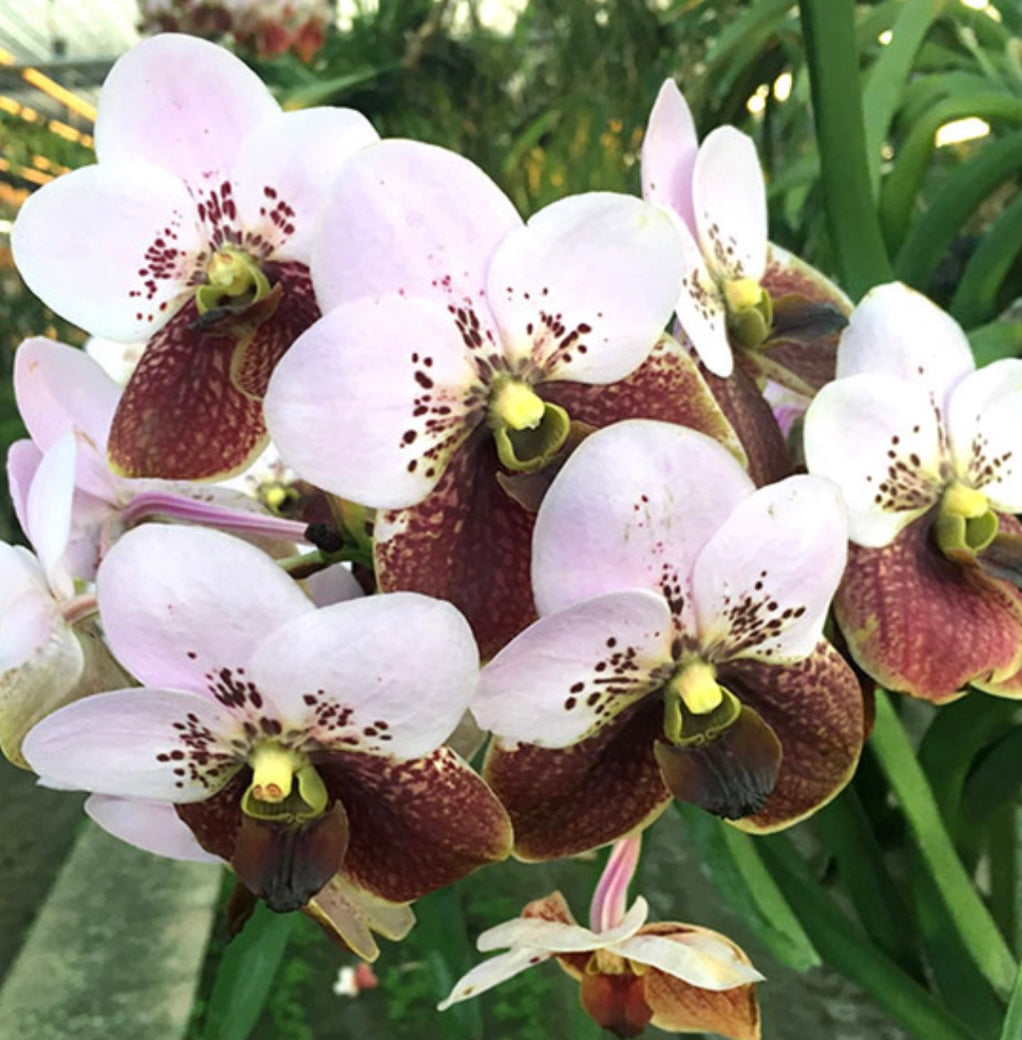 Vanda sanderiana (species)