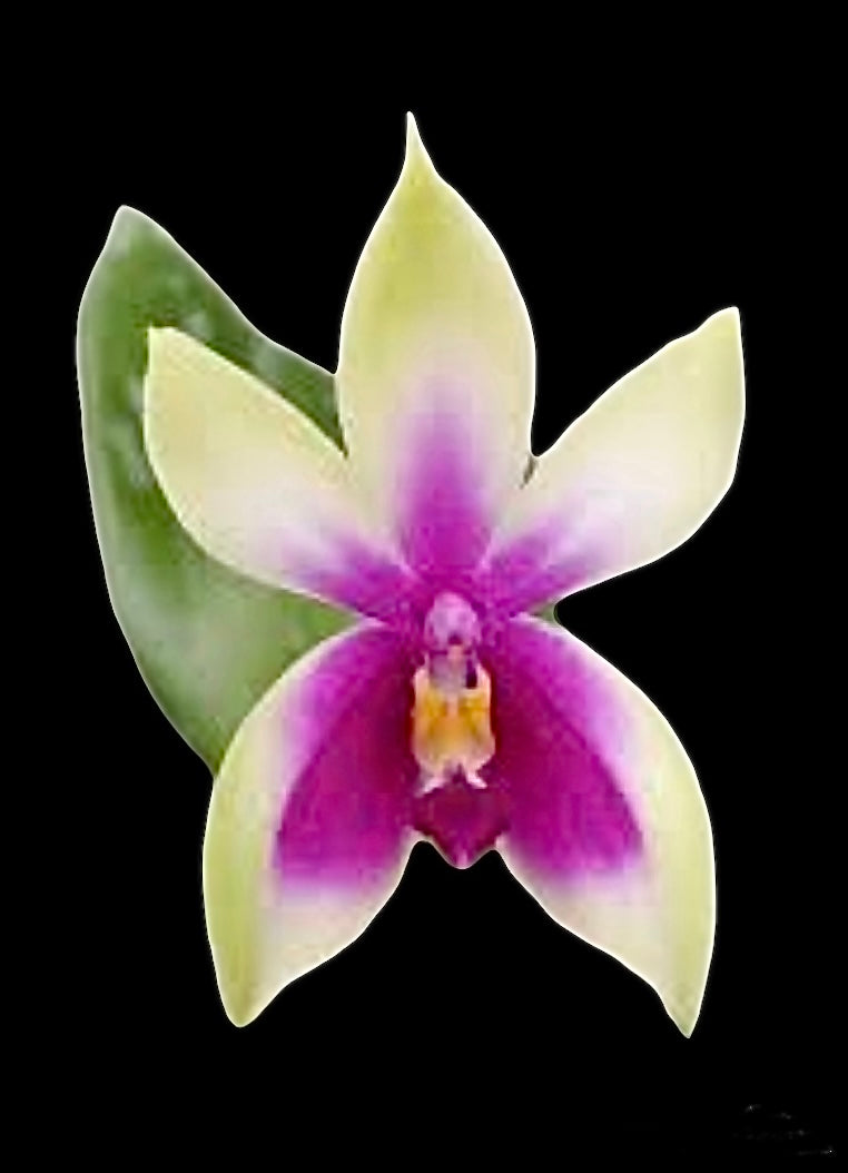 Phalaenopsis bellina ‘Fire ’ x sib. (IN SPIKE)