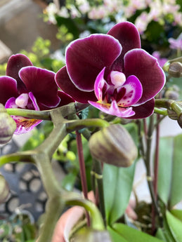 Phalaenopsis Younghome ‘Coco’