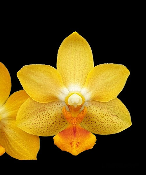 Phalaenopsis Yaphon Cupid (FRAGRANT) – Orchid Classics