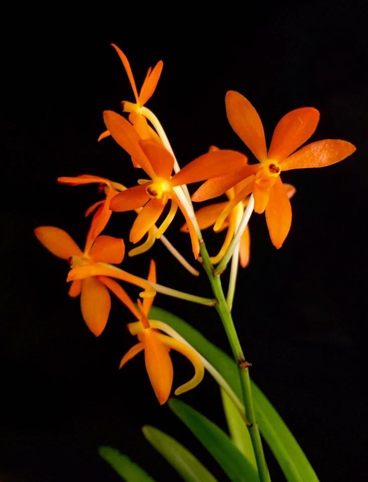 Ascofinetia Twinkle.    Vanda (Neofinetia) falcata x Ascocentrum miniatum