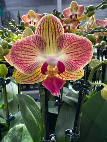 Phalaenopsis Fullers Gold Stripe