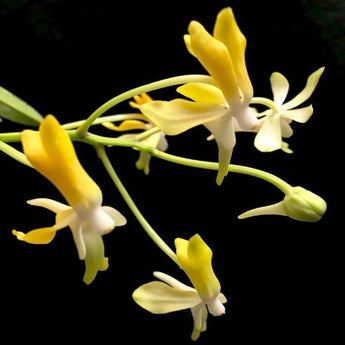 Vanda densoniana x Neofinetia  (Vanda) falcata.