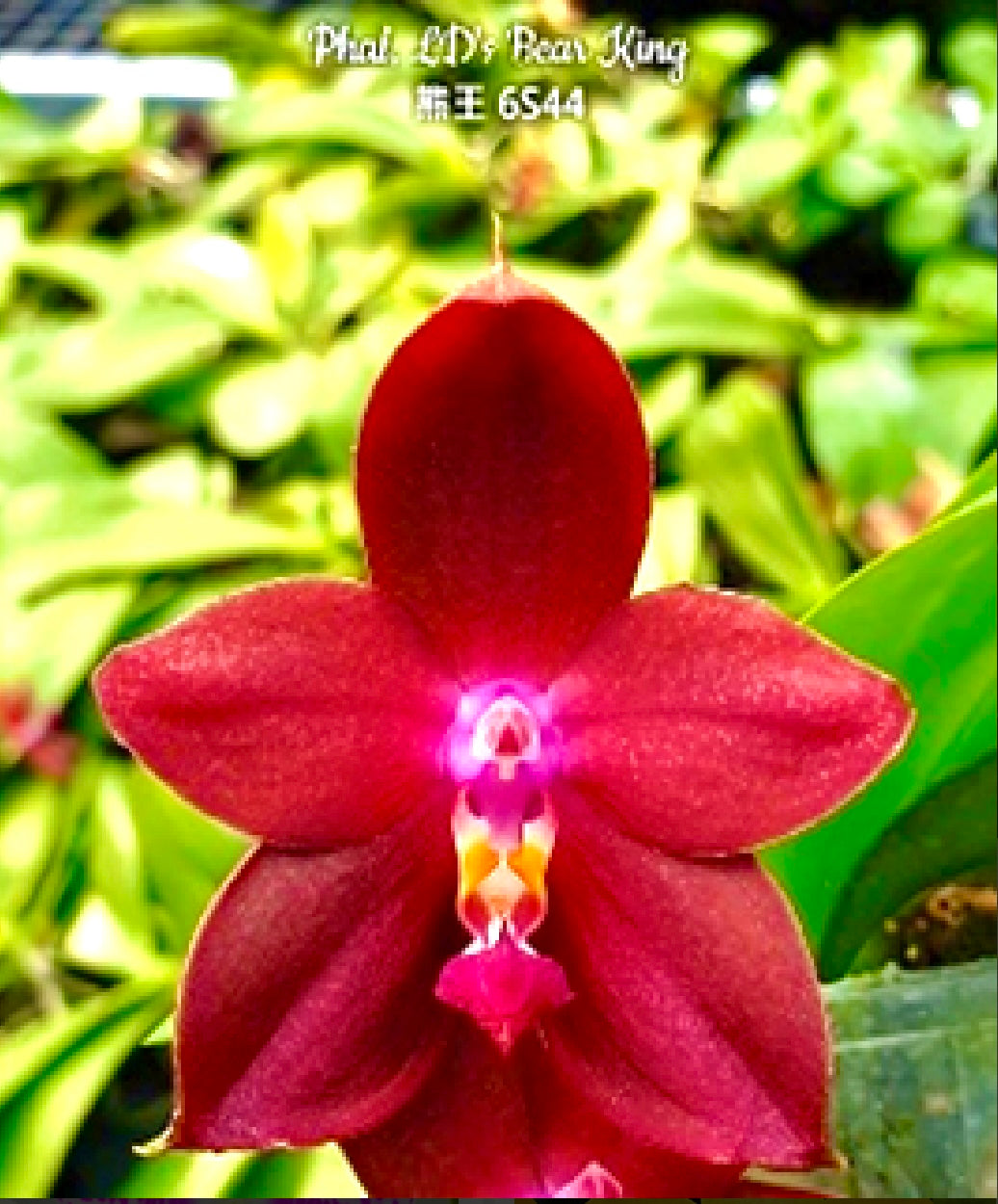 Phalaenopsis LD’s Bear King (fragrant)