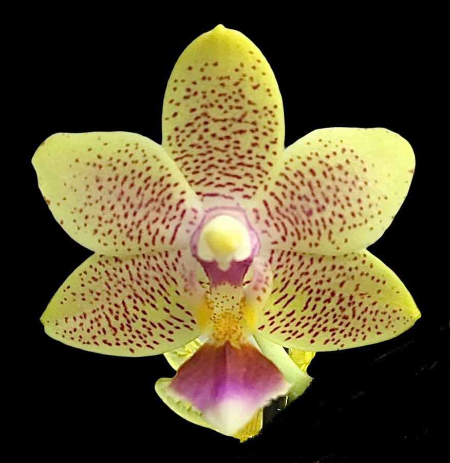 Phalaenopsis Younghome Lucky Star (FRAGRANT)